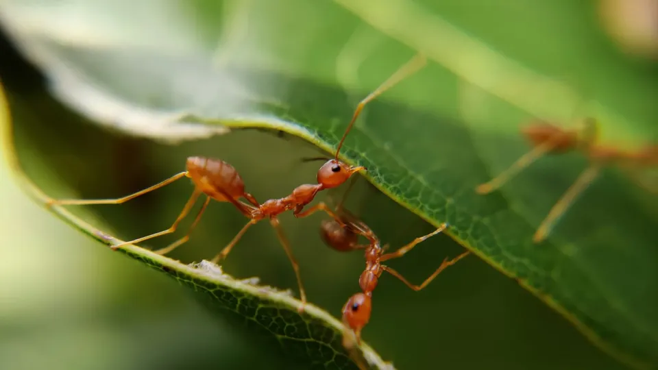 Ants on a leafy branch