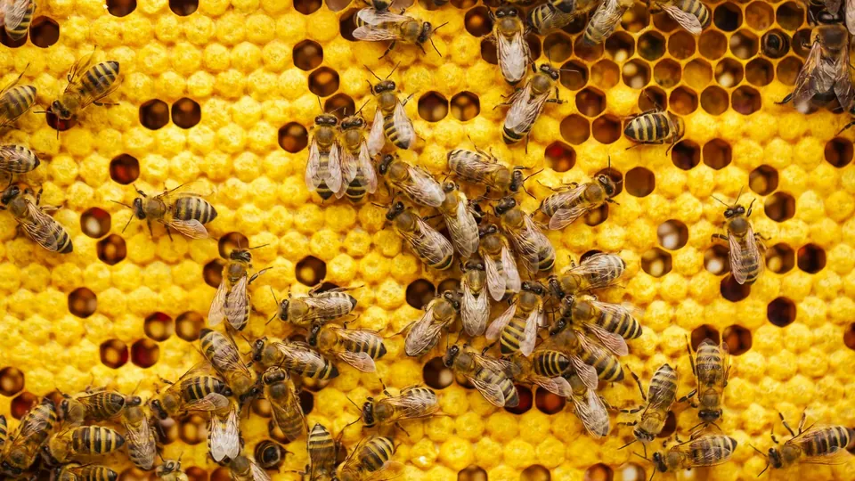 Bees on honeycomb