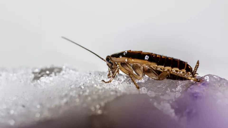Close-up of a cockroach
