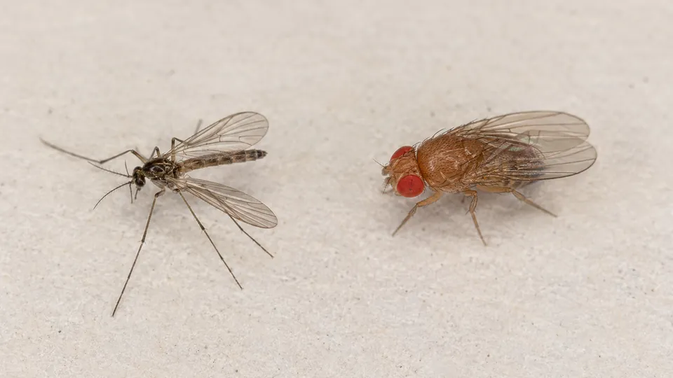 A gnat and a fruit fly