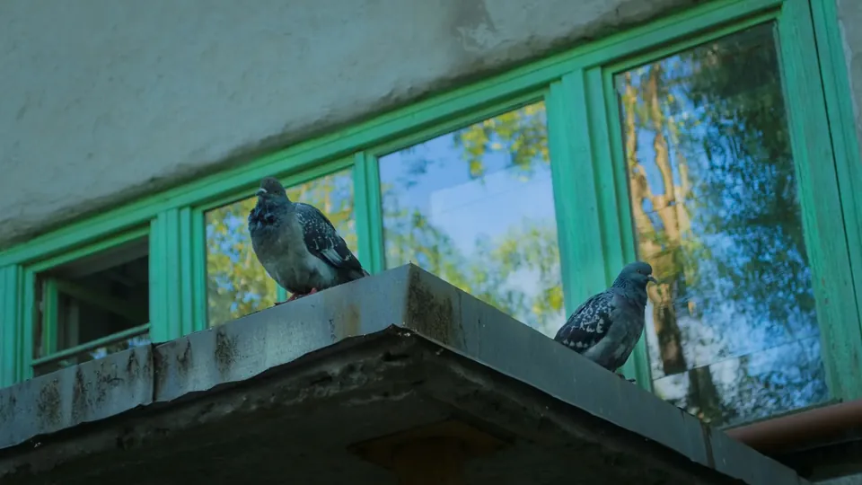 Birds perched on a building