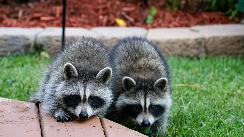 A raccoon beside a garden