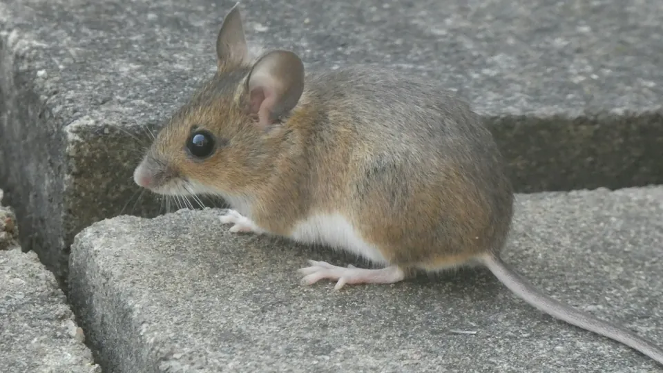 A mouse on a stone surface
