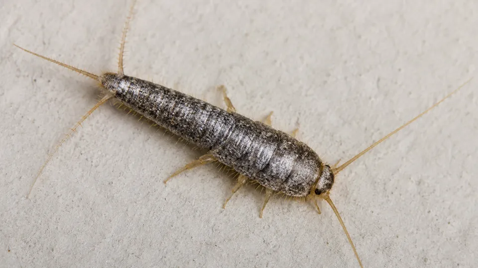 Close-up of a silverfish