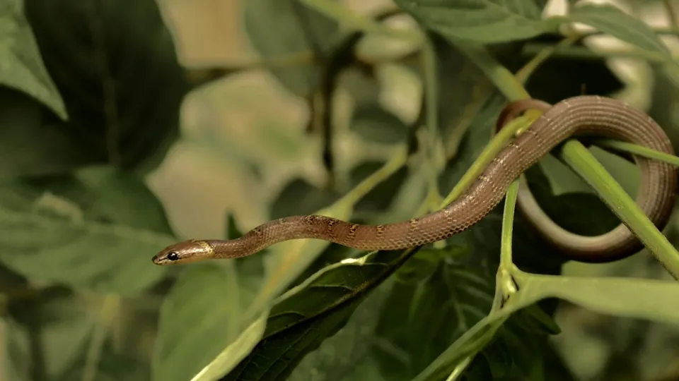 A snake among green leaves