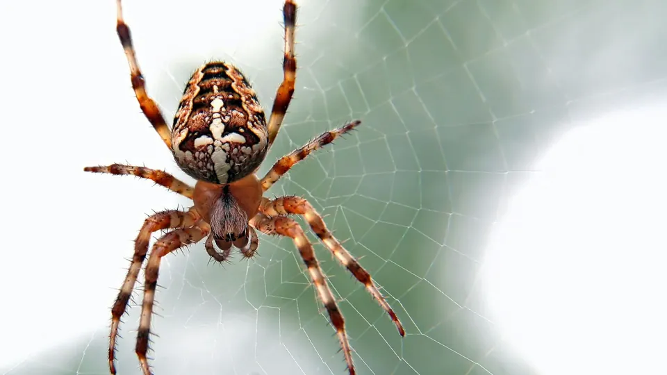 A spider on a web