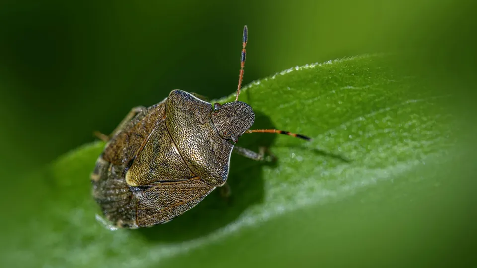 A stink bug on a leaf