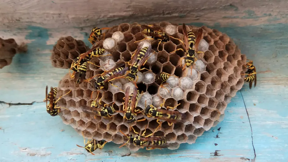 Wasps on a nest