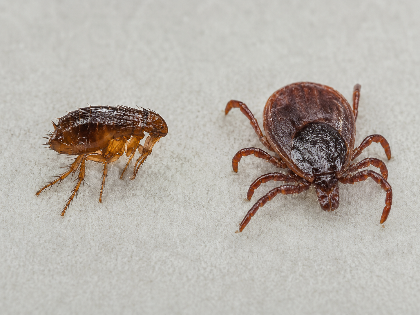 Close-up of a flea and a tick side by side on a gray surface