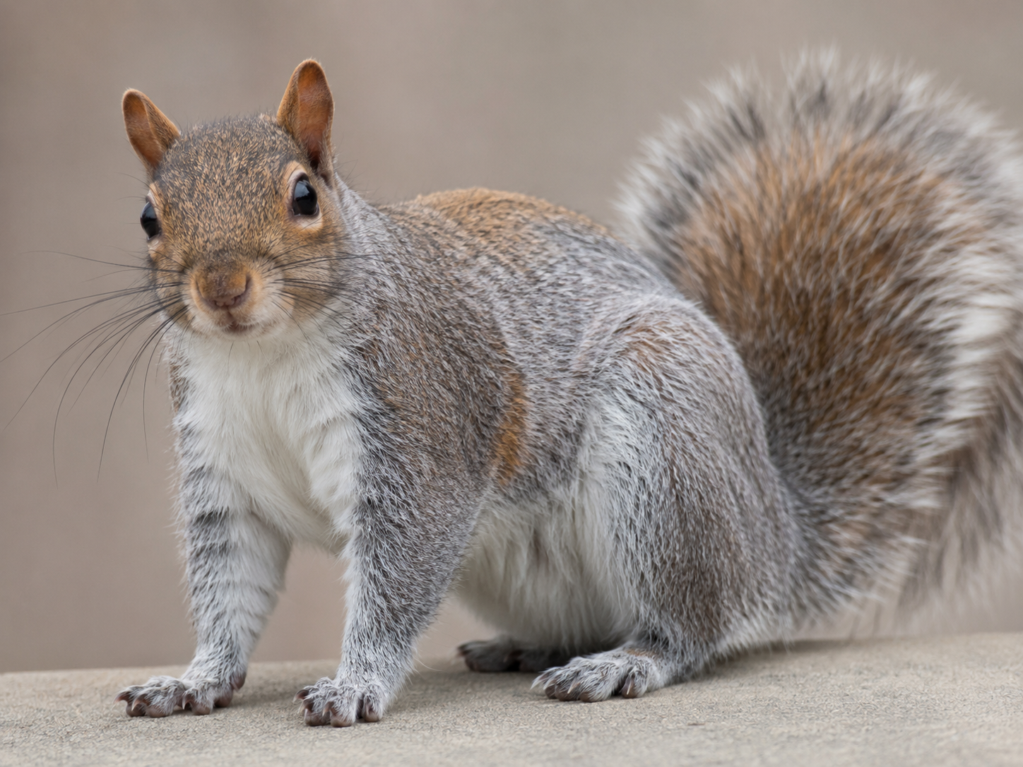 A gray squirrel with a bushy tail standing on a stone ledge