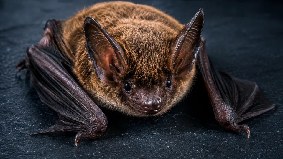 Close-up of a bat