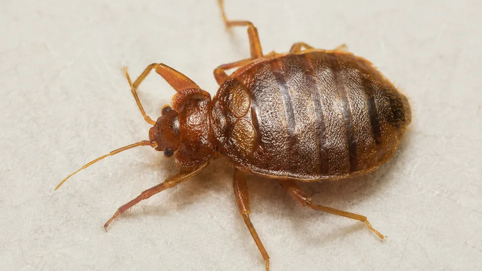 Close-up of a bed bug