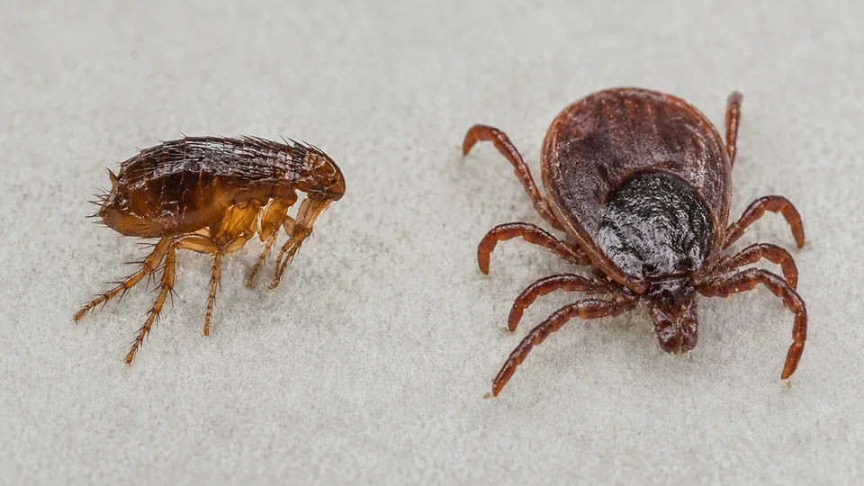 A flea and a tick