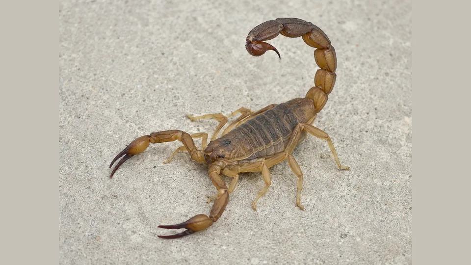 Close-up of a scorpion