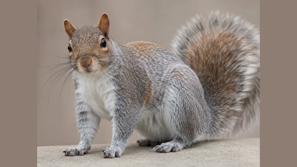 A squirrel on a flat surface